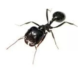 ants toowoomba