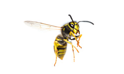 Wasp Control Warwick