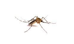 Mosquito Control Warwick