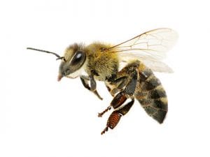 Bee Control Warwick