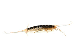 Silverfish Exterminator Warwick